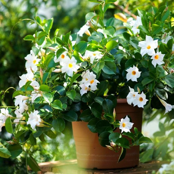 Tüplü White Mandevilla Fidanı (20-30 cm)