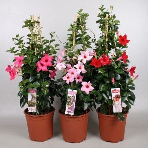 Tüplü Karışık Mandevilla Fidanı (20-30 cm) 2 Adet