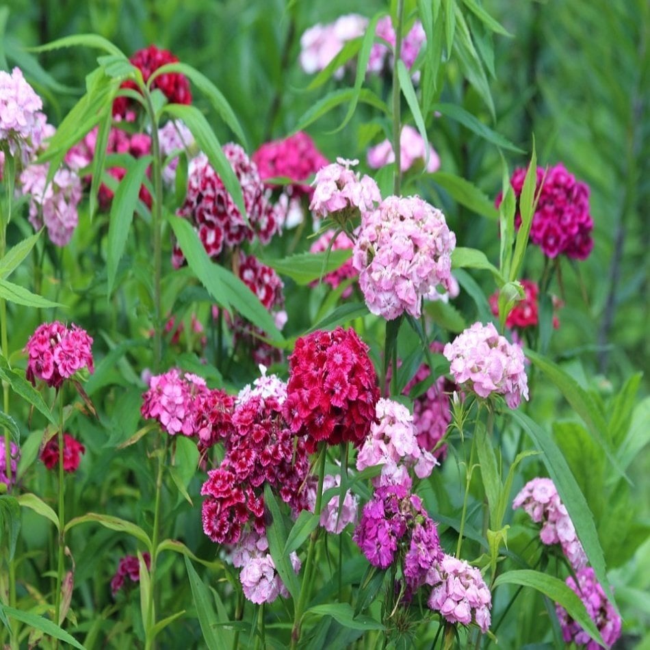 Karışık Dianthus Barbatus Hüsnüyusuf Çiçeği Tohumu -685 Adet