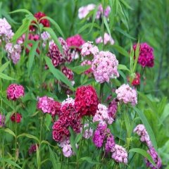 Karışık Dianthus Barbatus Hüsnüyusuf Çiçeği Tohumu -685 Adet