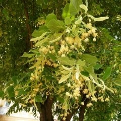 Tüplü Şifalı Ihlamur Ağacı Fidanı