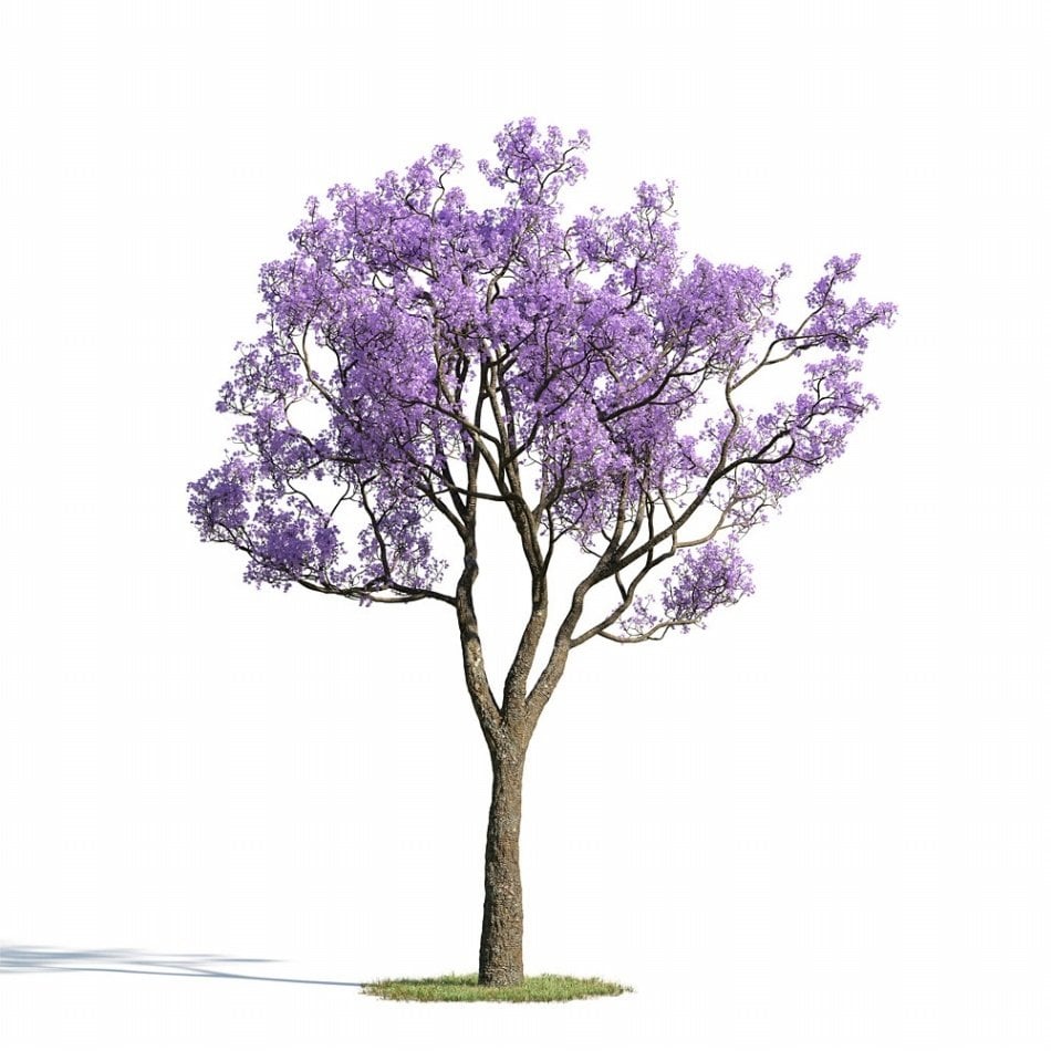 5 Adet Tüplü Jakaranda Ağacı Fidanı Eşsiz Güzellikte