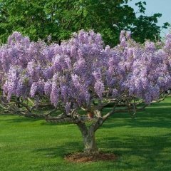 Tüplü Kokulu Mor Çiçekli Mor Salkım Fidanı (200-280 cm)