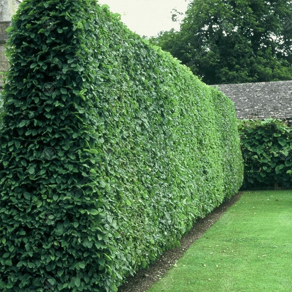 Tüplü Kurtbağrı Ligustrum Fidanı