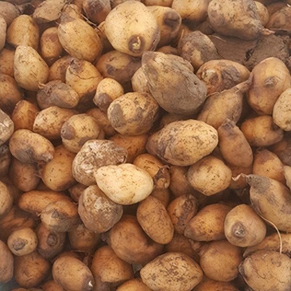 Serapias Vomeracea Salep Yumrusu Tohumu (3 adet)