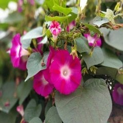 İpomea Crimson Rambler Gündüz Sefası Çiçeği Tohumu -10 Adet