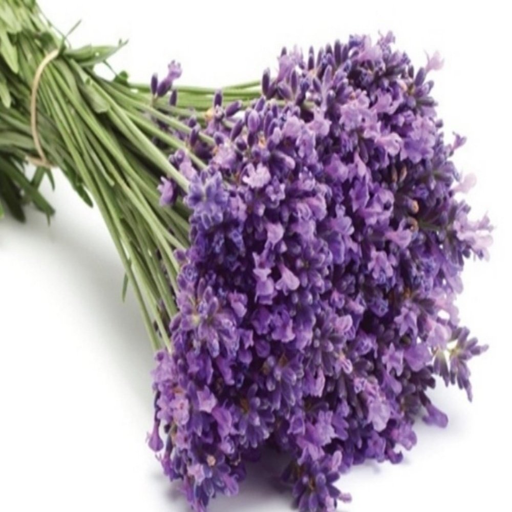 Tüplü Lavanta (Lavandula) Fidanı-KOKULU