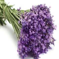 Tüplü Lavanta (Lavandula) Fidanı-KOKULU