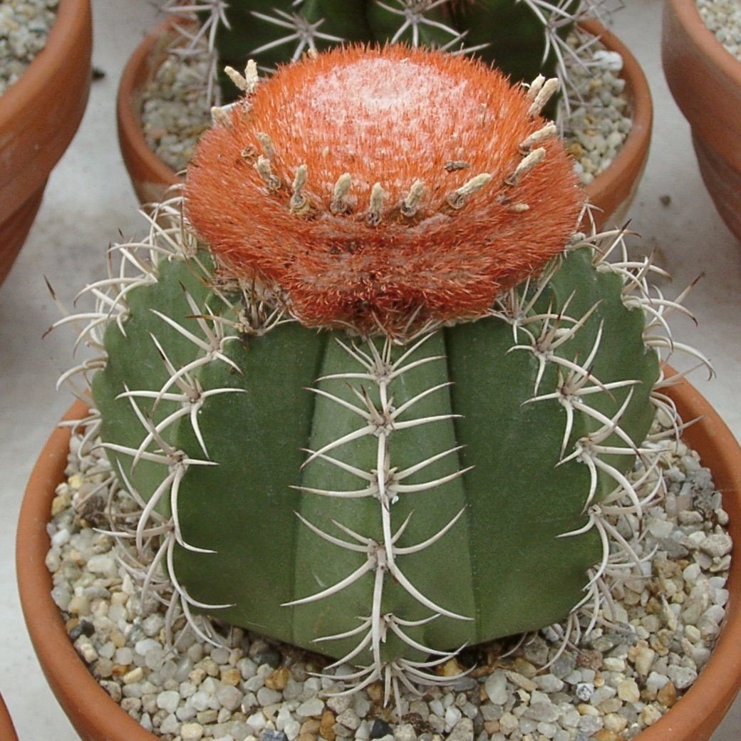 Şapkalı Melocactus Matanzanus Kafalı Kaktüs Tohumu (5 tohum)