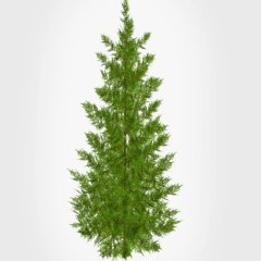 Tüplü Leylandi (Cupressocyparis Leylandii) Fidanı(10-20cm)