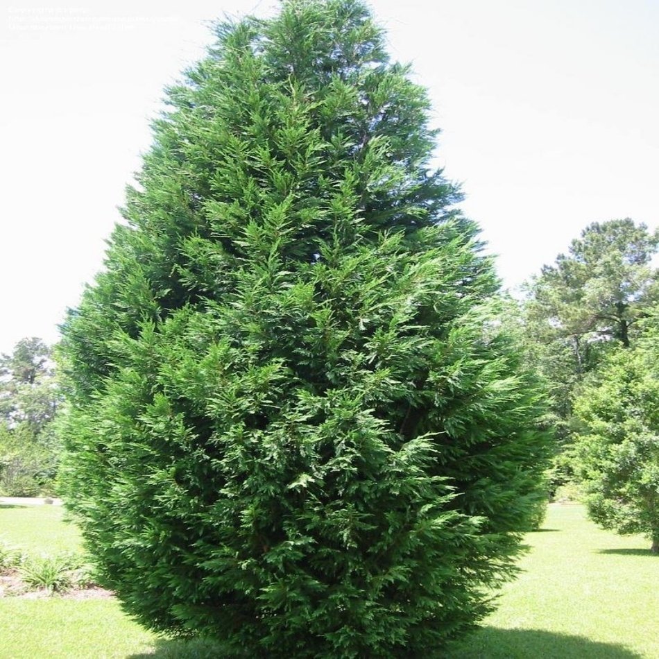 Tüplü Leylandi(Cupressocyparis Leylandii) Fidanı(10-20 cm)5 Adet