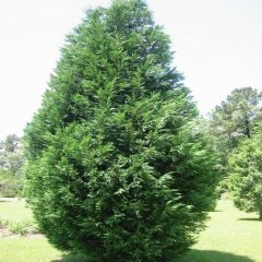 Tüplü Leylandi(Cupressocyparis Leylandii) Fidanı(10-20 cm)5 Adet