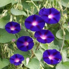Ipomoea Purpurea Kahkaha Çiçeği Tohumu -10 Adet