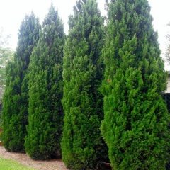 Tüplü Leylandi(Cupressocyparis Leylandii) Fidanı(10-20 cm)5 Adet