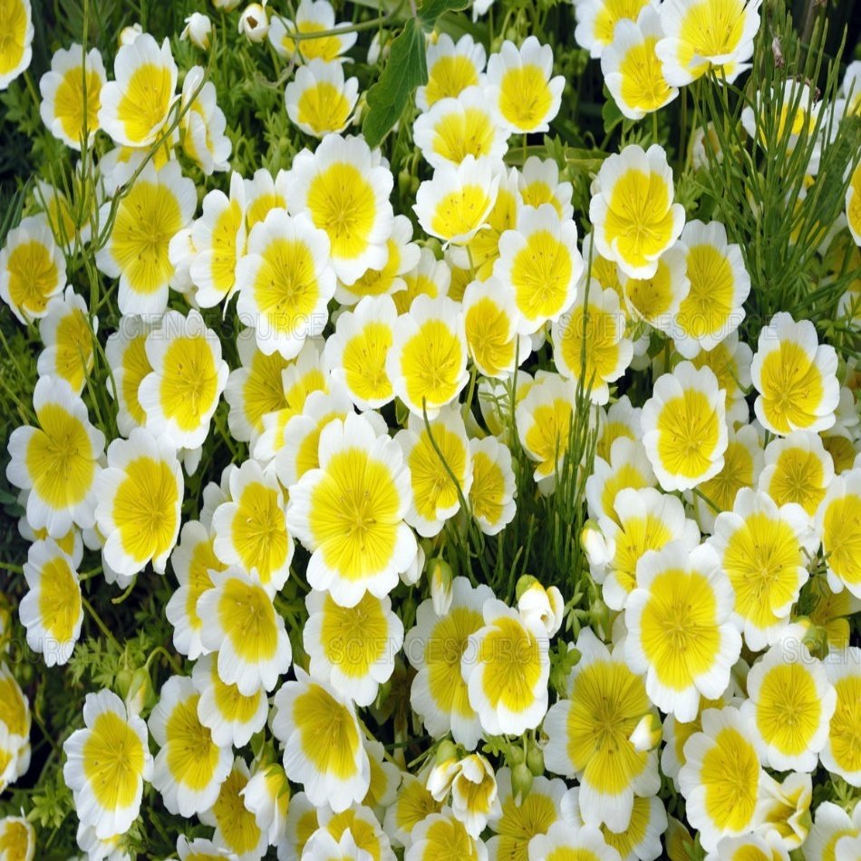 Poached Egg Plant İspanyol Omleti Çiçeği Tohumu -50 Adet
