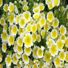 Poached Egg Plant İspanyol Omleti Çiçeği Tohumu -50 Adet