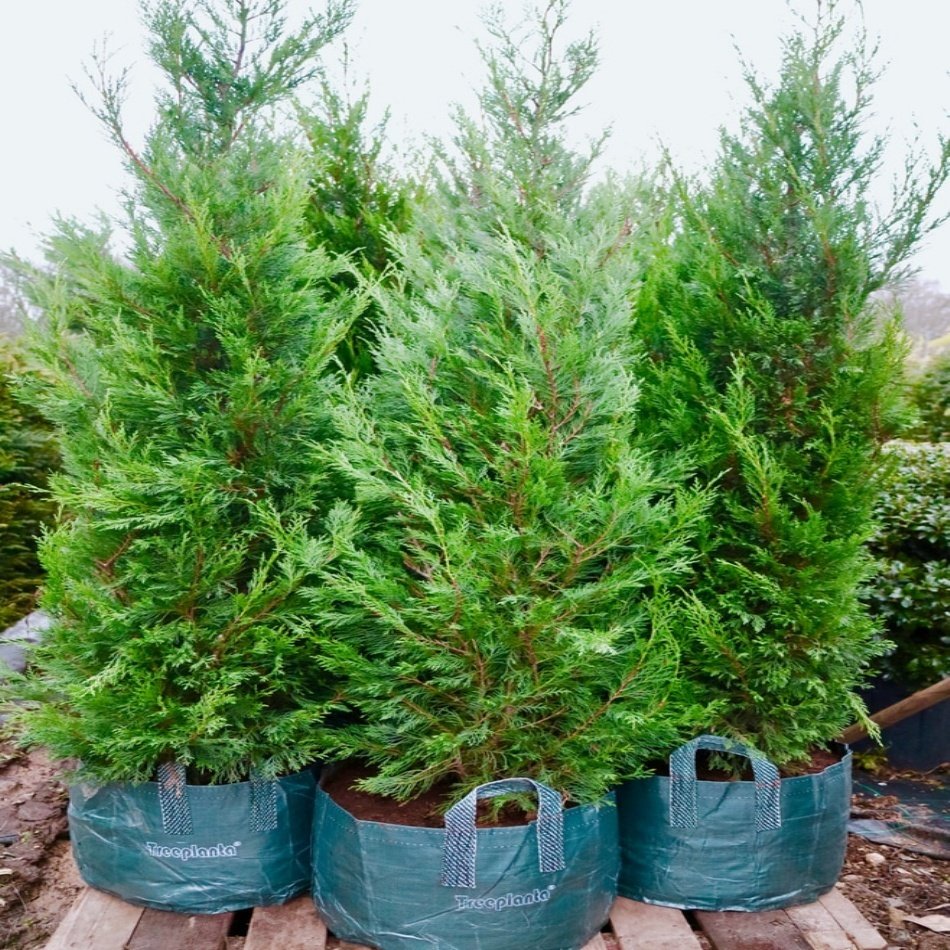 Tüplü Leylandi (Cupressocyparis Leylandii) Fidanı(80-120 cm)
