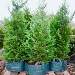 Tüplü Leylandi (Cupressocyparis Leylandii) Fidanı(80-120 cm)