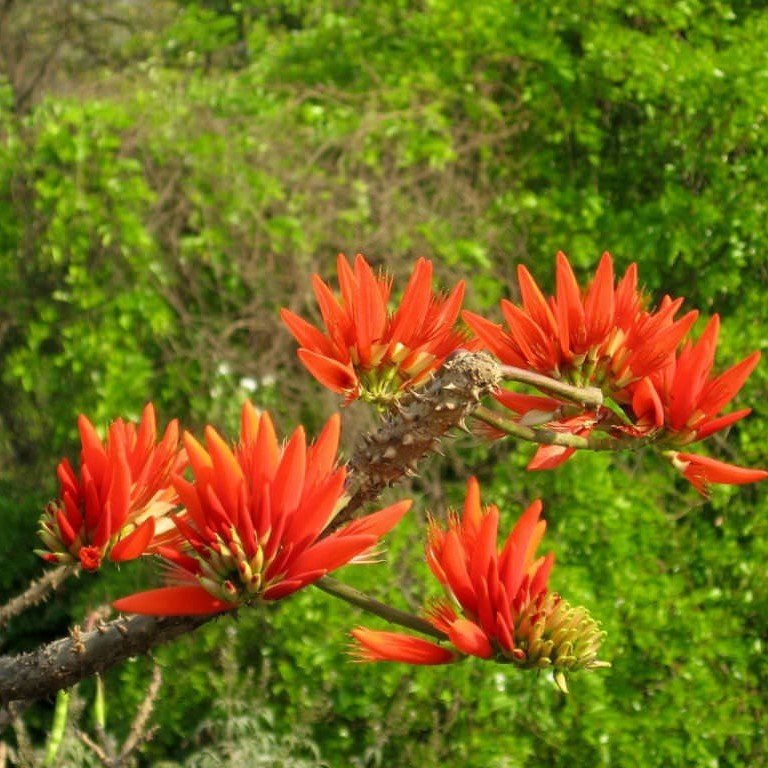 Özel Çeşit Erythrina Caffra Mercan Ağacı Tohumu (3 Adet)