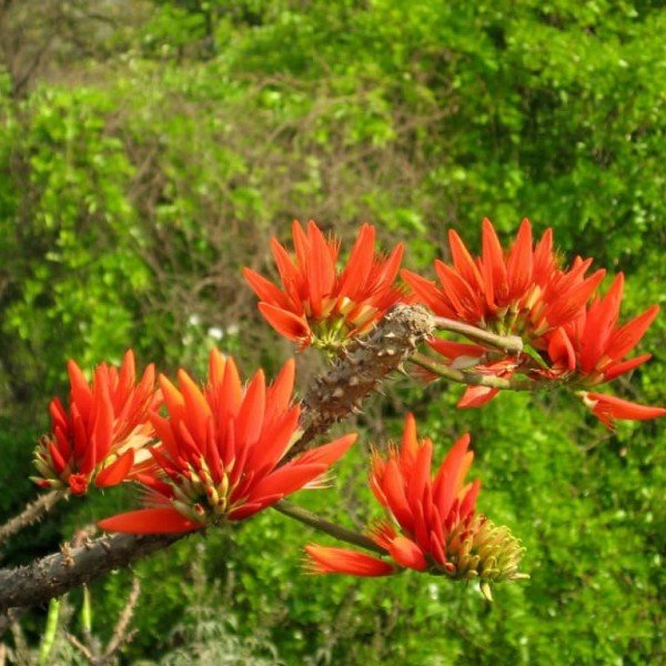 Özel Çeşit Erythrina Caffra Mercan Ağacı Tohumu (3 Adet)