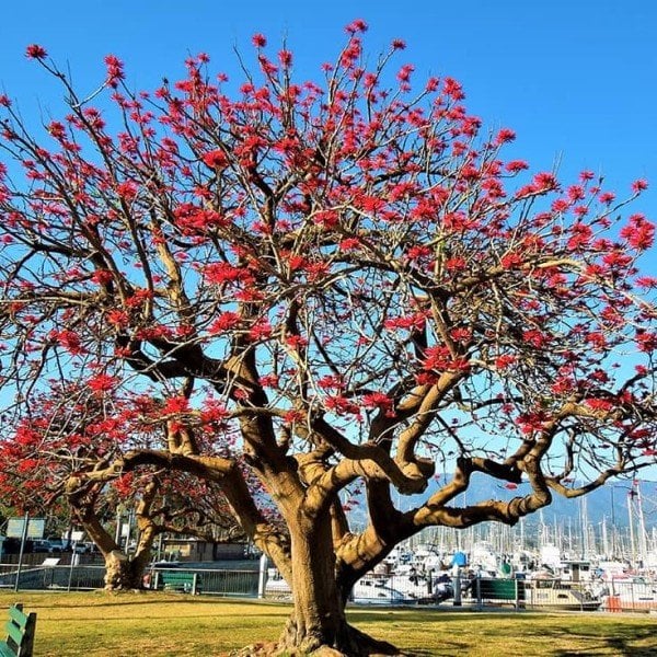 Özel Çeşit Erythrina Caffra Mercan Ağacı Tohumu (3 Adet)