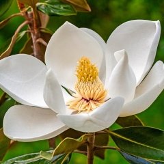 Tüplü Beyaz Büyük Çiçekli Manolya Fidanı