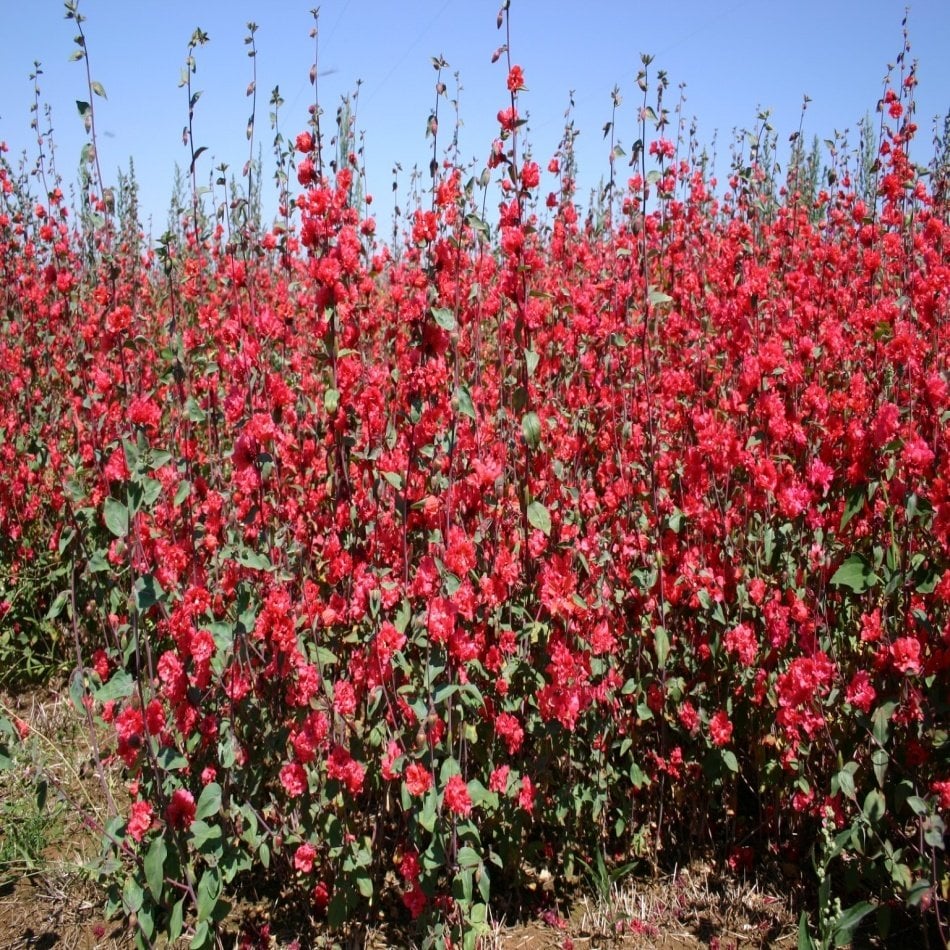 Kırmızı Renkli Clarkia Çiçeği Tohumu -95 Adet
