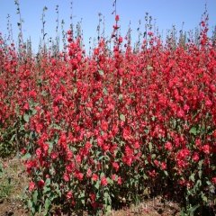 Kırmızı Renkli Clarkia Çiçeği Tohumu -95 Adet