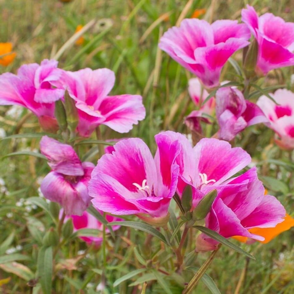Pembe Renkli Clarkia Çiçeği Tohumu -95 Adet