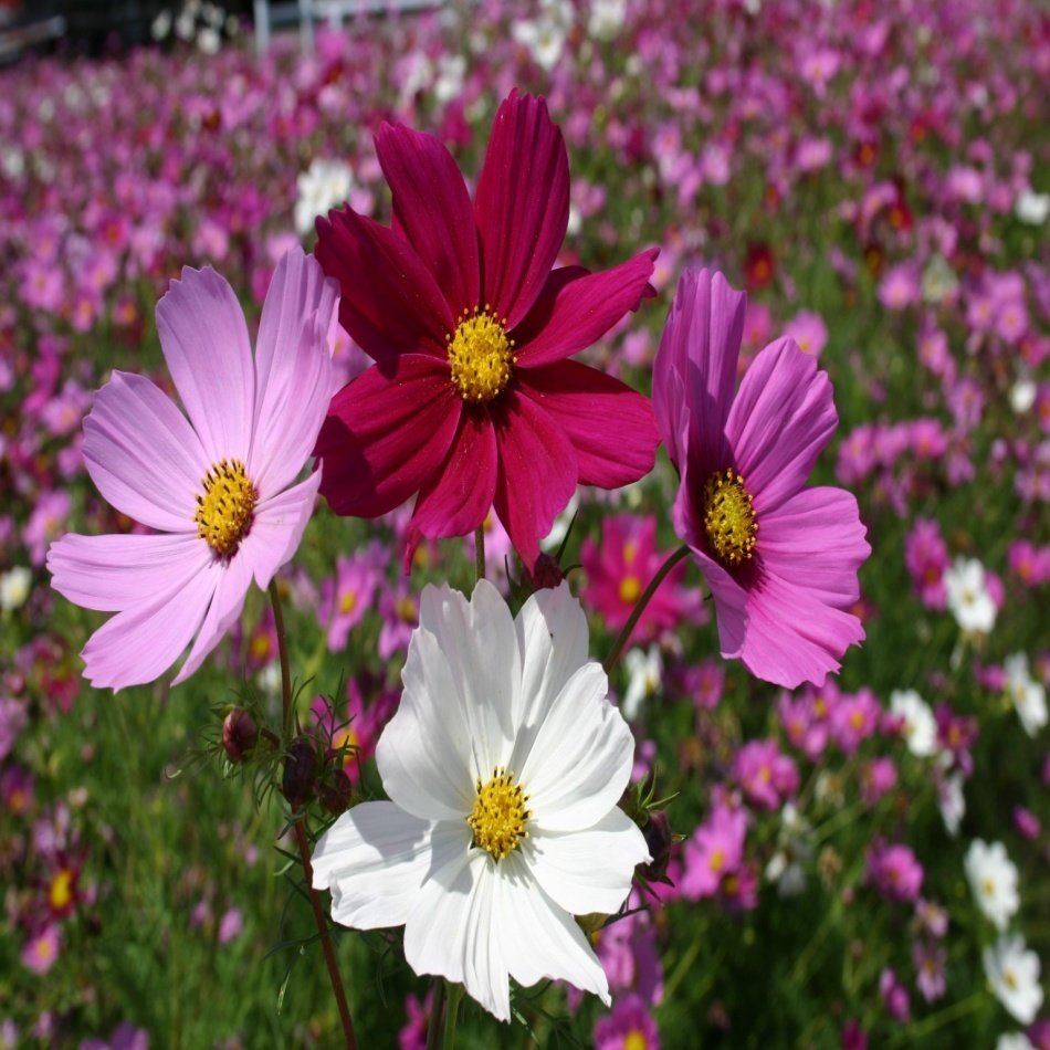 Karışık  Kozmos (Cosmos) Çiçeği Tohumu -285 Adet
