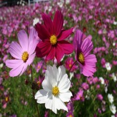 Karışık  Kozmos (Cosmos) Çiçeği Tohumu -285 Adet