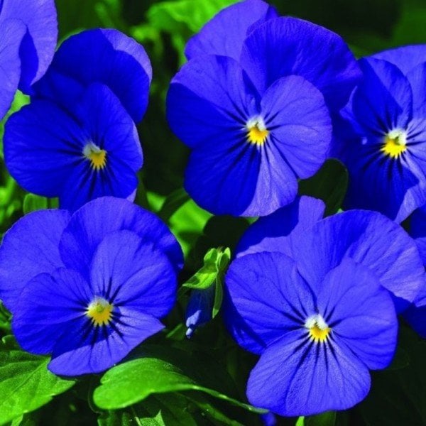 Blue Cornuta Perfection Hercai Menekşe Çiçeği Tohumu -100 tohum