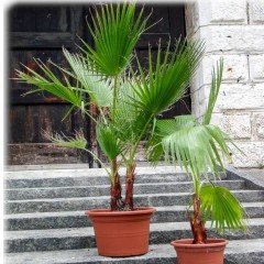 Washingtonia Filifera Pamuk Palmiye Ağacı Fidanı(20-40 Cm)