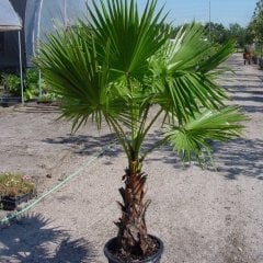 Washingtonia Filifera Pamuk Palmiye Ağacı Fidanı(50-85 Cm)