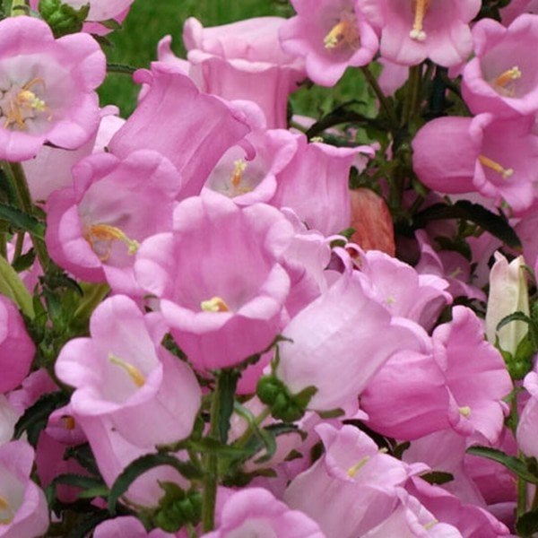 İsabellina Pink Renklerde Campanula Çan Çiçeği Tohumu -100 Adet