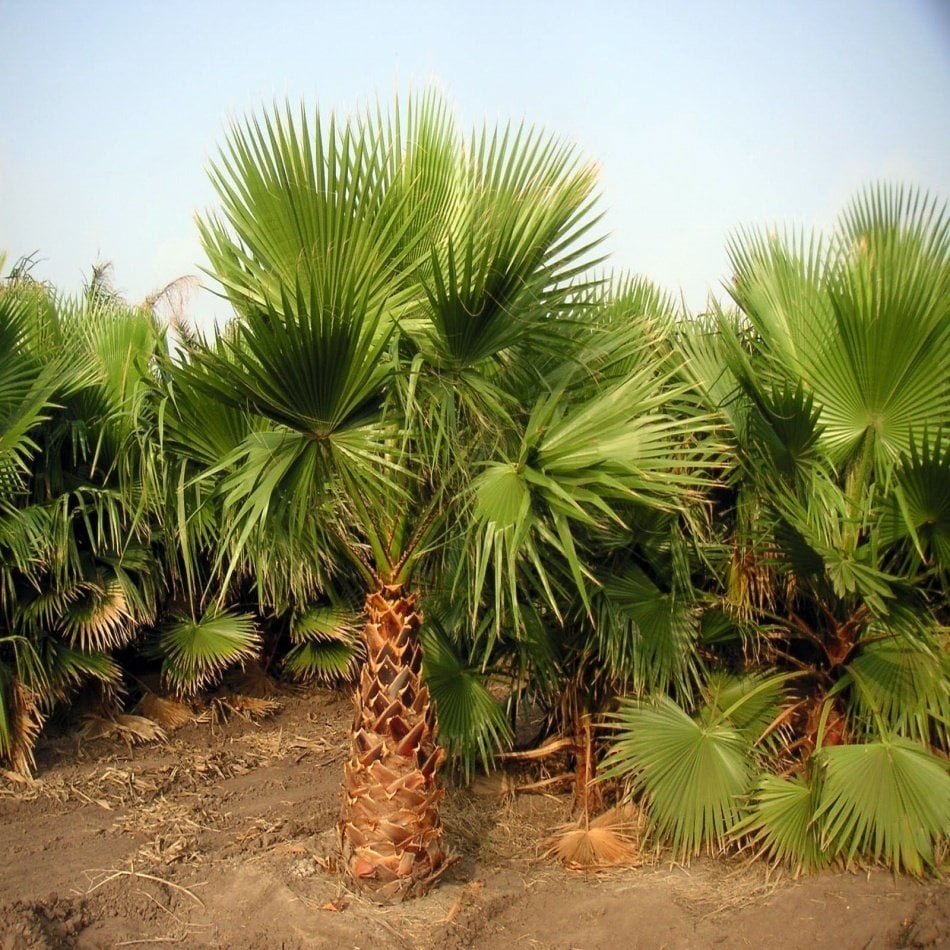 Washingtonia Filifera Pamuk Palmiye Ağacı Fidanı (150-200 Cm)