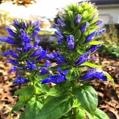 Lobelya (Lobelia) Çiçeği Tohumu -490 Adet