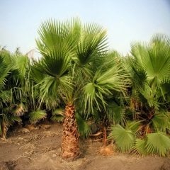 Washingtonia Filifera Pamuk Palmiye Ağacı Fidanı(250-400 Cm)
