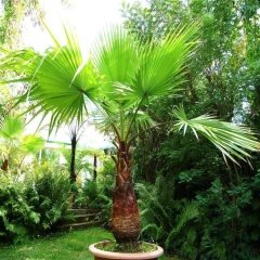 Washingtonia Filifera Pamuk Palmiye Ağacı Fidanı(250-400 Cm)
