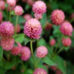 Pembe Medine Hanım Düğmesi Çiçeği Tohumu -50 Adet