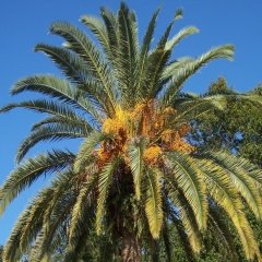 Kanarya Hurma Palmiyesi ( Phoenix Canariensis) -200-300 Cm