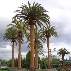 Kanarya Hurma Palmiyesi ( Phoenix Canariensis) -200-300 Cm