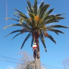 Kanarya Hurma Palmiyesi ( Phoenix Canariensis) -200-300 Cm
