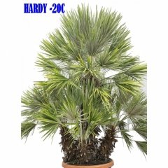 Bodur Palmiye Ağacı Chamaerops Humilis
