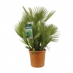 Bodur Palmiye Ağacı Chamaerops Humilis