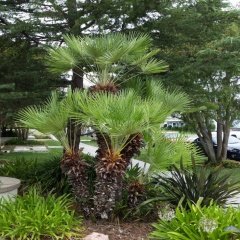Bodur Palmiye Ağacı Chamaerops Humilis