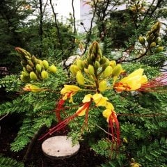 Tüplü Aslan Bıyığı (Poinciana Gillessi) Fidanı -100-200 Cm