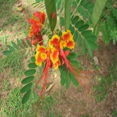 Tüplü Aslan Bıyığı (Poinciana Gillessi) Fidanı -100-200 Cm