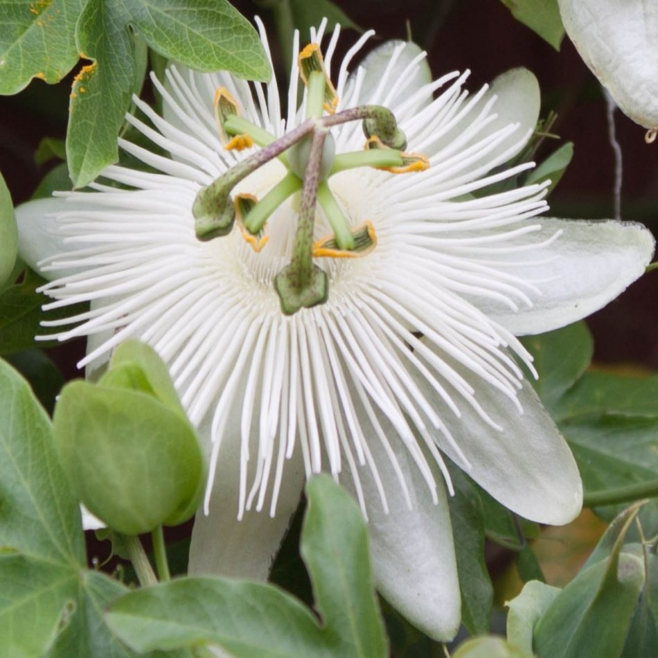 Tüplü Beyaz Çiçekli Eliott Passiflora Fidanı