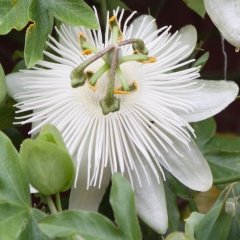 Tüplü Beyaz Çiçekli Eliott Passiflora Fidanı